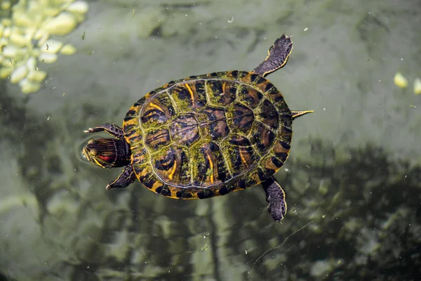 Tortuga solitaria encontrada junto a un lago — Foto de Stock