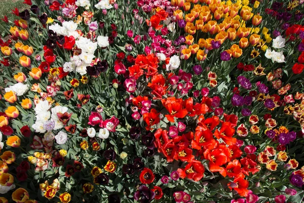 Bunga tulip mekar penuh warna sebagai latar belakang bunga — Stok Foto