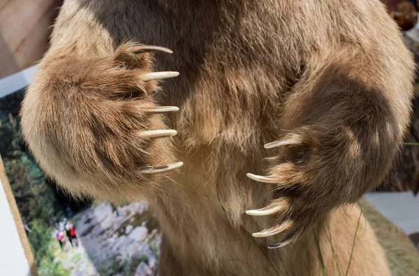 Καφέ αρκούδα πόδι με αιχμηρά νύχια — Φωτογραφία Αρχείου