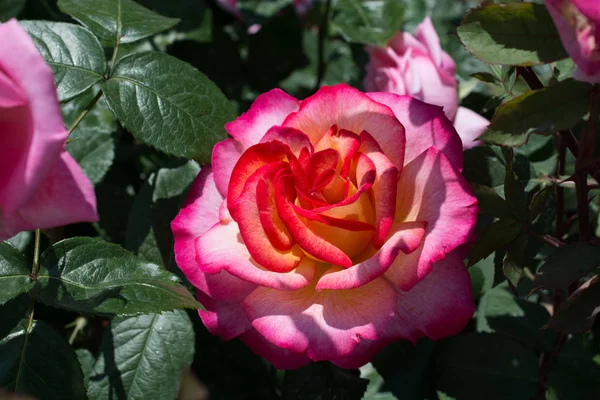 Mooie kleurrijke rozen in de tuin in bloei — Stockfoto