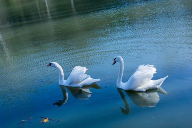 Yalnız kuğular gölde yaşamak