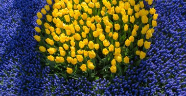 Bahçede renkli lale çiçekleri açar.