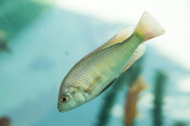 Akvaryumdaki güzel balıklar 