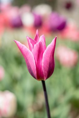 Renkli Lale çiçek çiçek Bahçe