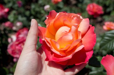 Bahar bahçesinde gül tutan el