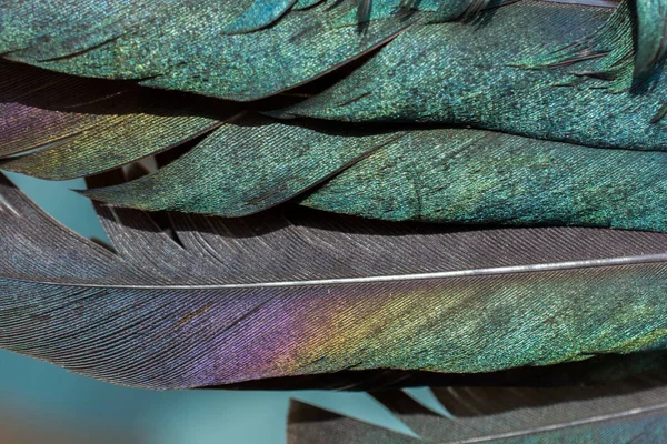 Beautiful bird feathers for decorative aims — Stock Photo, Image