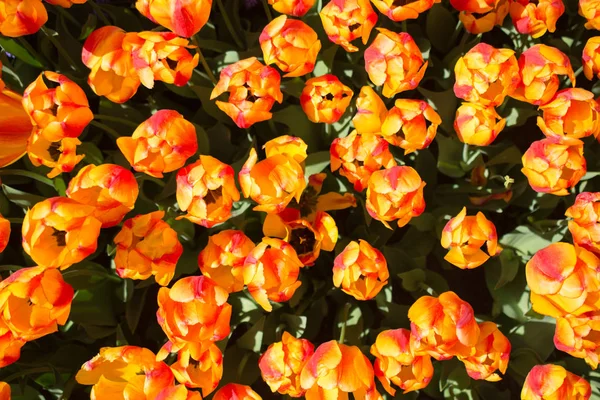 Blühende bunte Tulpenblumen als floraler Hintergrund — Stockfoto