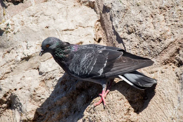 Pigeon seul assis sur le rocher — Photo