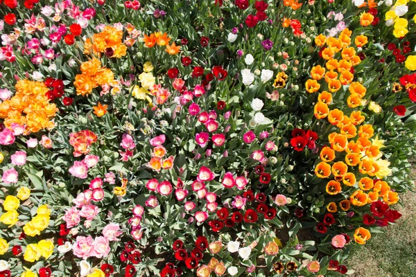 Flores de tulipa coloridas florescendo como fundo floral — Fotografia de Stock