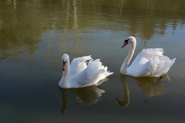 Cisnes solitários vivem na lagoa — Fotografia de Stock