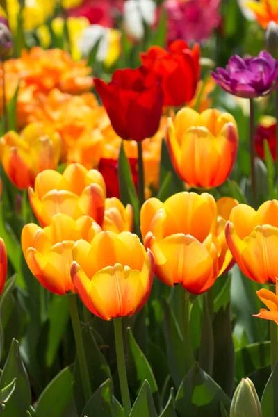 Bunte Tulpenblumen blühen im Garten — Stockfoto
