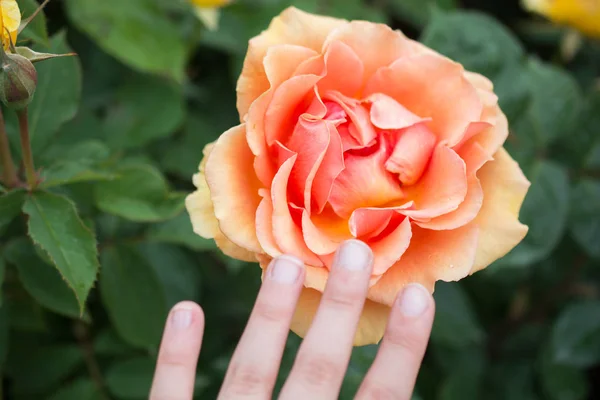 Mooie kleurrijke Rose Flower in de hand — Stockfoto