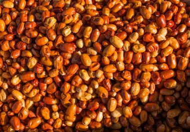 İğde, gümüş berry veya Rusya zeytin meyve 