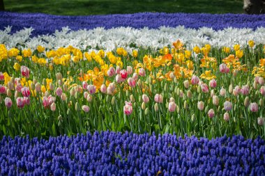 Bahçede renkli lale çiçekleri açar.