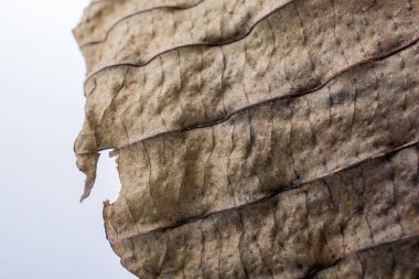 Görünümünde bir ayrı kuru yaprak