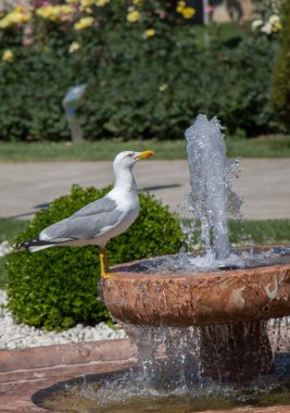 martı bir gül bahçesine çeşme tarafından