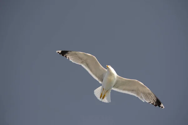 Gaivota única voando em azul um céu — Fotografia de Stock