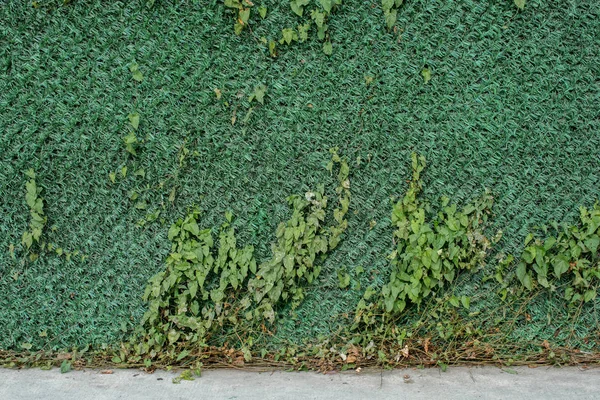 Muur achtergrond met een deel van de boom — Stockfoto