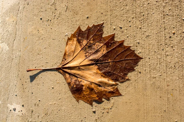 Una foglia secca separata in vista — Foto Stock