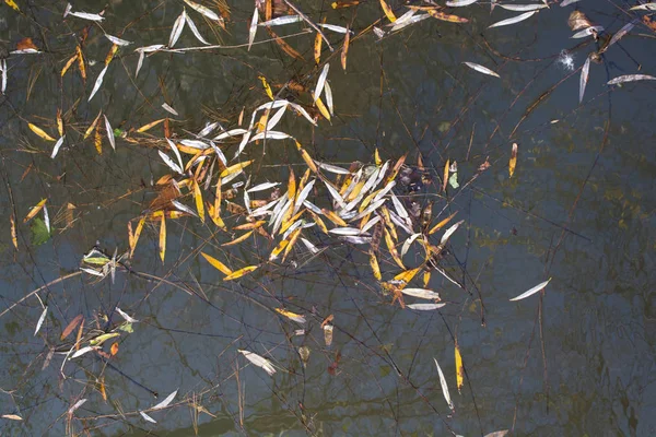 Hojas secas de otoño a la vista — Foto de Stock