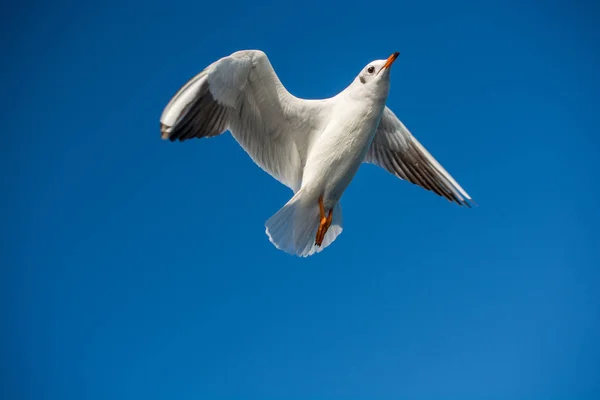 青い空を飛んでいる単一のカモメ — ストック写真