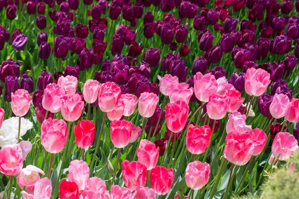 Bunte Tulpenblumen blühen im Garten — Stockfoto