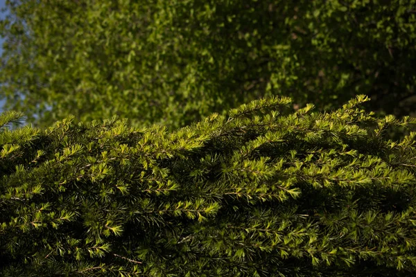 Green tree  leaves as background — Stock Photo, Image