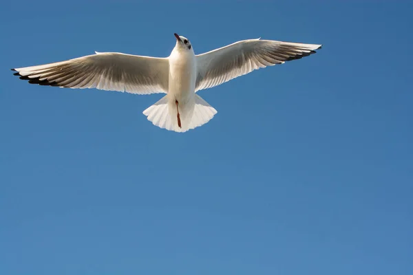 Single seagull flying in blue a sky — Stock Photo, Image