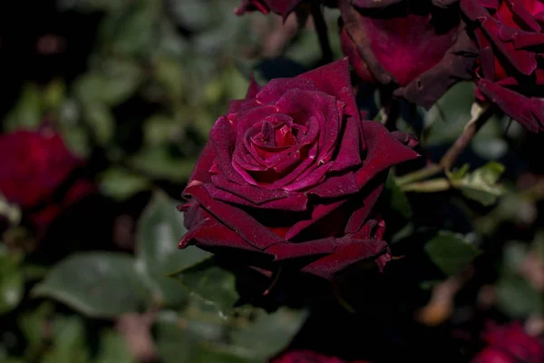 Floração belas rosas coloridas no jardim — Fotografia de Stock