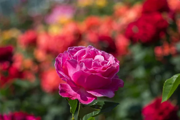 Розовый сад с красивыми свежими розами — стоковое фото