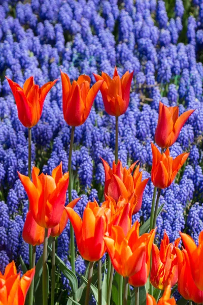 Flores de tulipa coloridas florescem no jardim — Fotografia de Stock