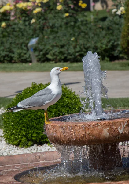 Gaviota junto a la fuente en un jardín de rosas — Foto de Stock