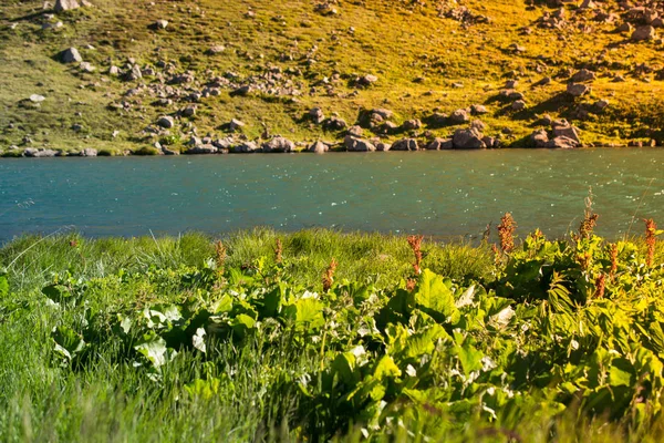 Grama selvagem na lagoa no planalto em Artvin — Fotografia de Stock