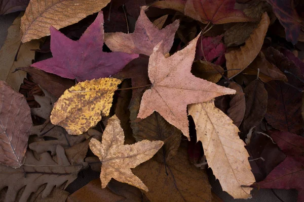 Foglia secca come sfondo autunnale — Foto Stock