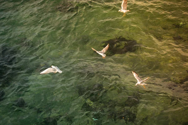 Måsar är på och över havets vatten — Stockfoto