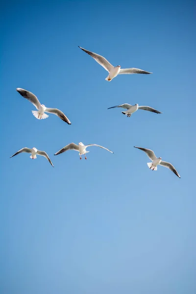 Чайки Летят Фоне Неба — стоковое фото
