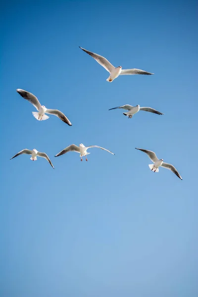 Gaivotas Voando Fundo Céu — Fotografia de Stock