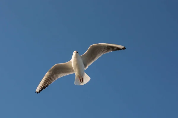 Par de gaivotas voando no céu — Fotografia de Stock
