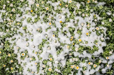 Erken çiçek oof bahar kar altında