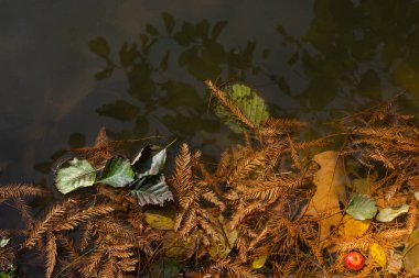 Göl suyundaki renkli yapraklar, yüzen sonbahar yaprakları.. 