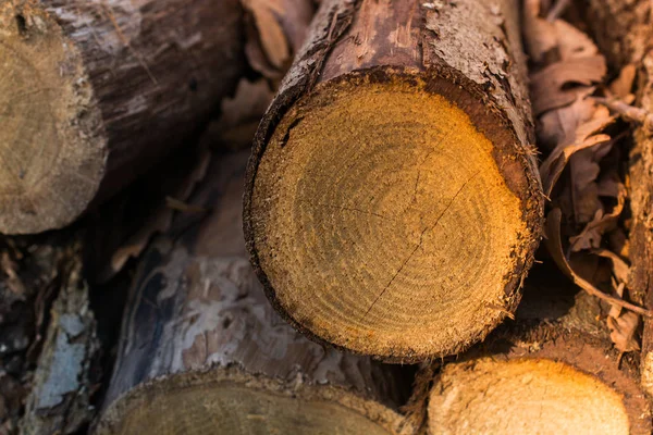 Cortar la superficie del tocón del árbol como fondo — Foto de Stock