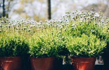 Saksıyı güzel çiçeklerle