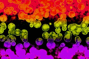 Bakteri hücre şekli: cocci, basiller, spirillum bakteri 