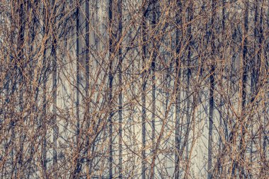 Sonbaharda gri arka planda kurumuş ağaçlar