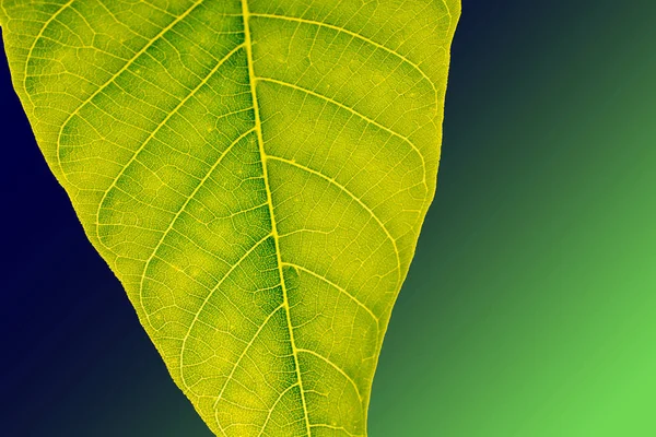 Mão segurando uma folha verde — Fotografia de Stock