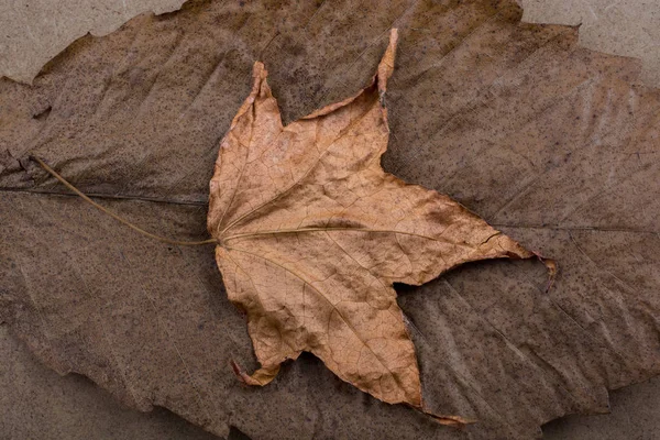 別の葉の茶色の乾燥葉 — ストック写真