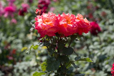 Bahçede güller çiçeklenme güzel demet