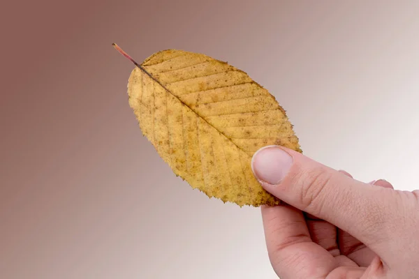 Χέρι που κρατά μια ξηρά φύλλα φθινοπώρου σε λευκό φόντο — Φωτογραφία Αρχείου
