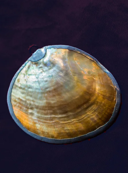 A concha de pérola como objeto de concha do mar — Fotografia de Stock