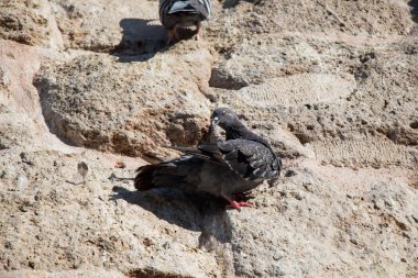 Güvercinler kayanın üzerinde oturuyorsun 